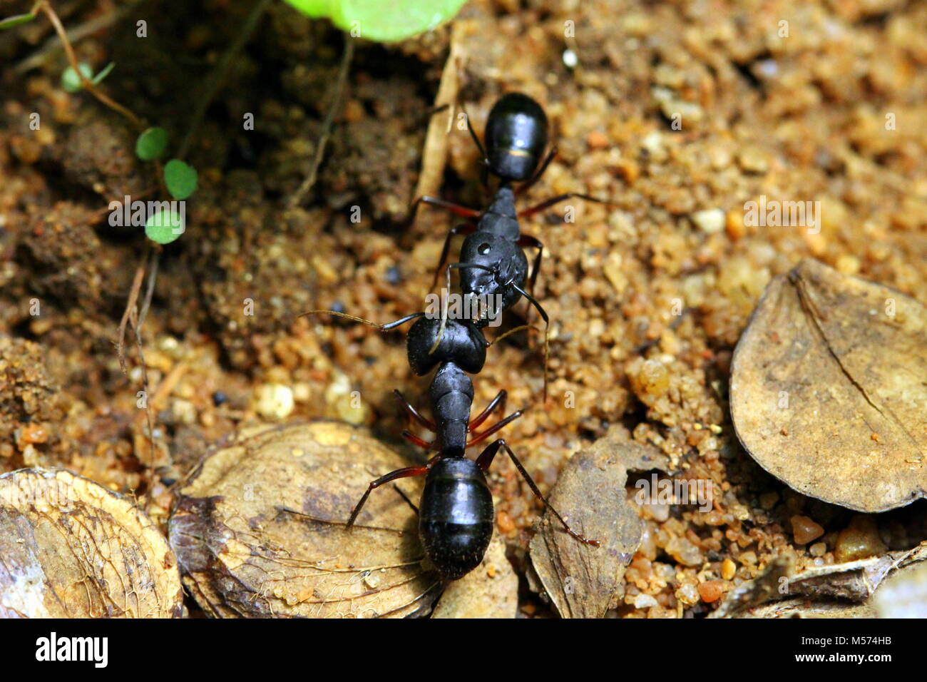 La fotografia macro Foto Stock