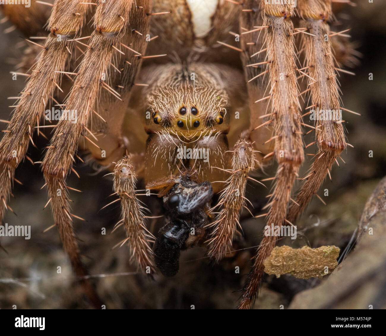 Chiusura del giardino Spider (Araneus diadematus) con il suo avvolto in preda. Tipperary, Irlanda. Foto Stock
