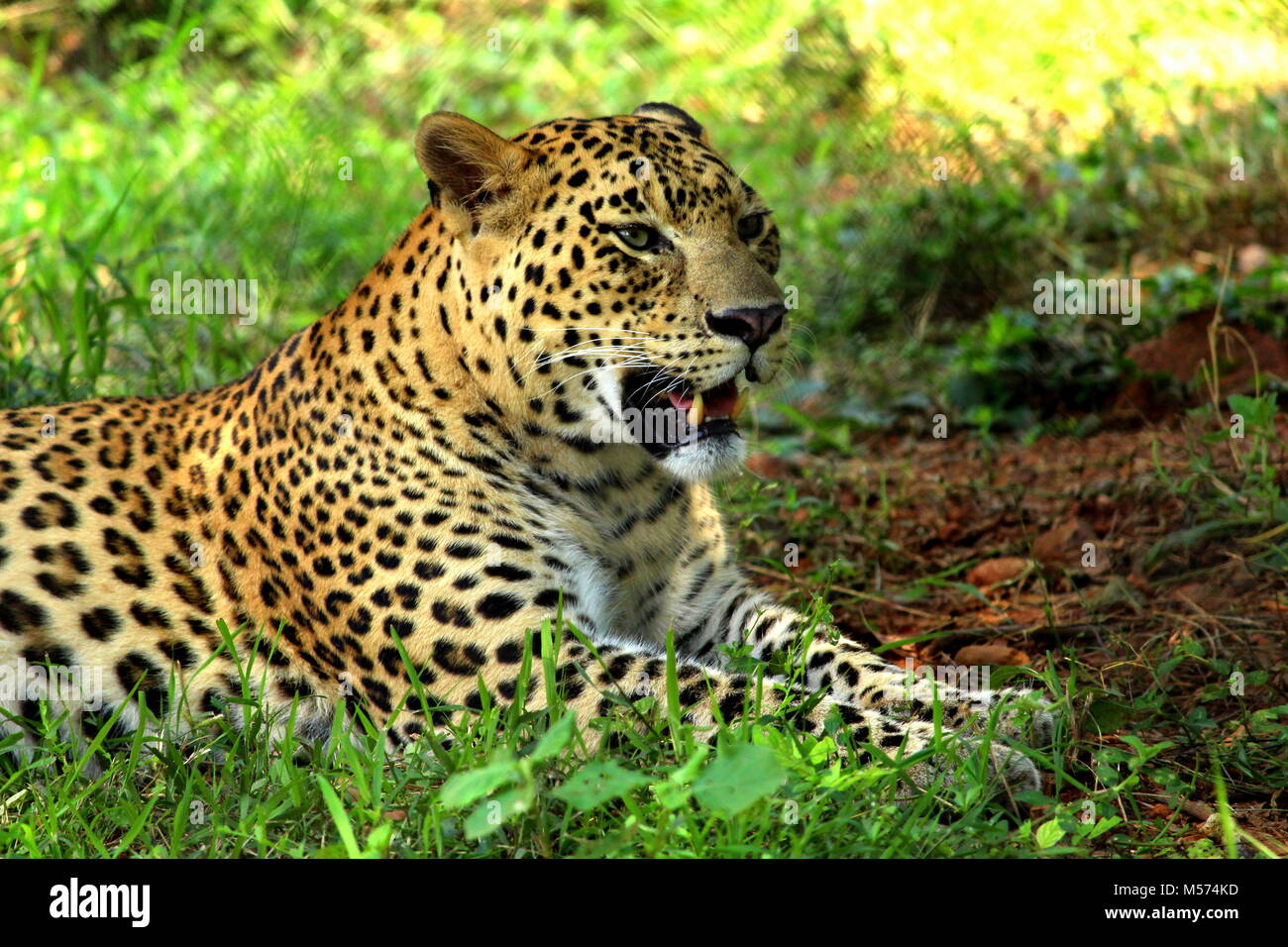 Wild Life fotografia Foto Stock