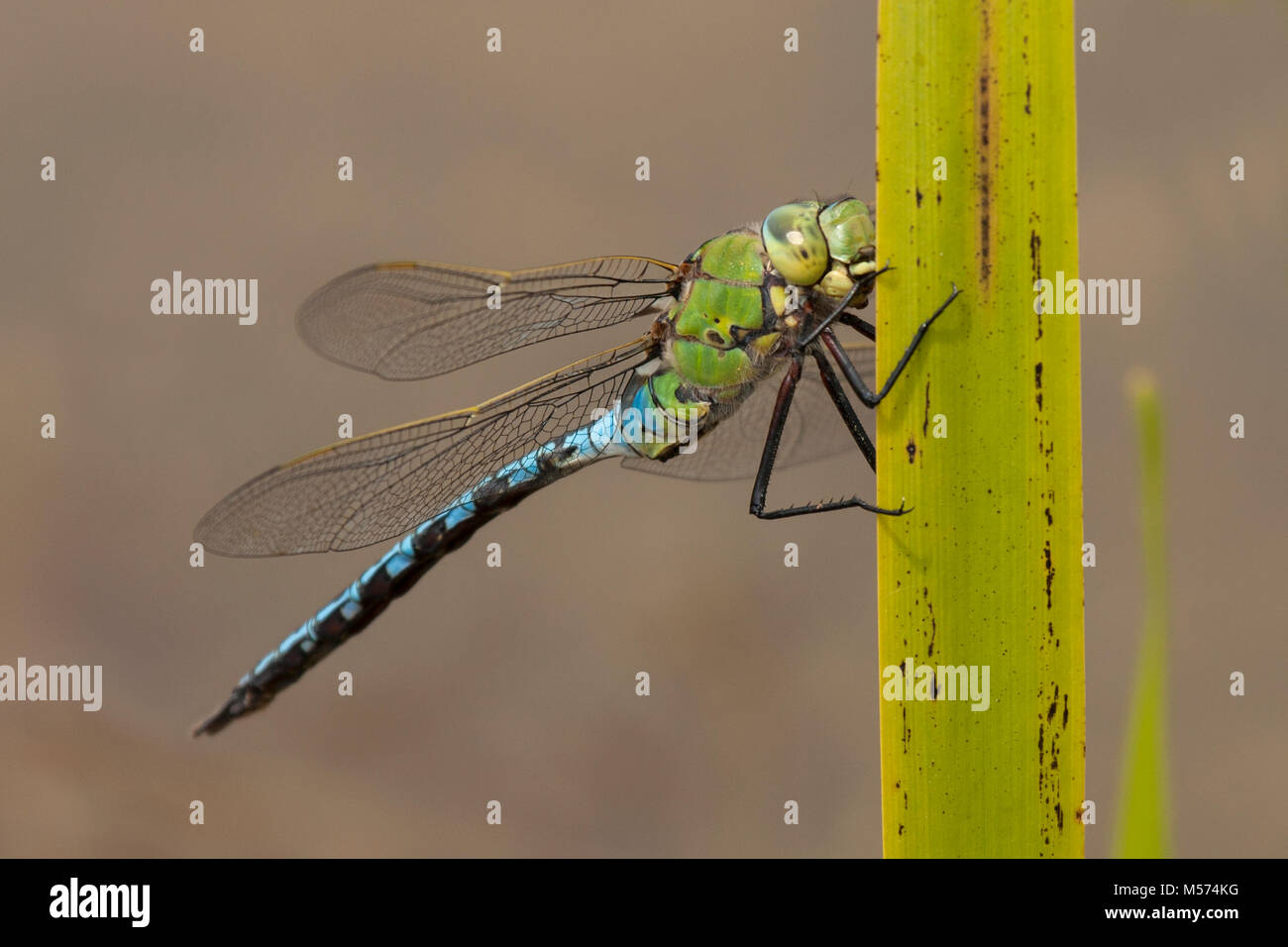 L'imperatore libellula (Anax imperator) arroccato su una foglia di reed. Tipperary, Irlanda. Foto Stock