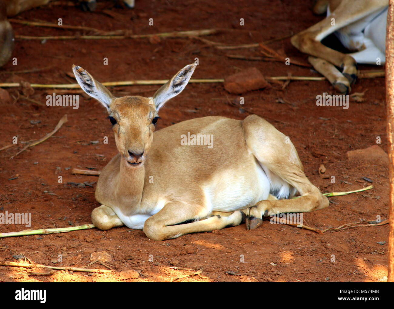 Wild Life fotografia Foto Stock