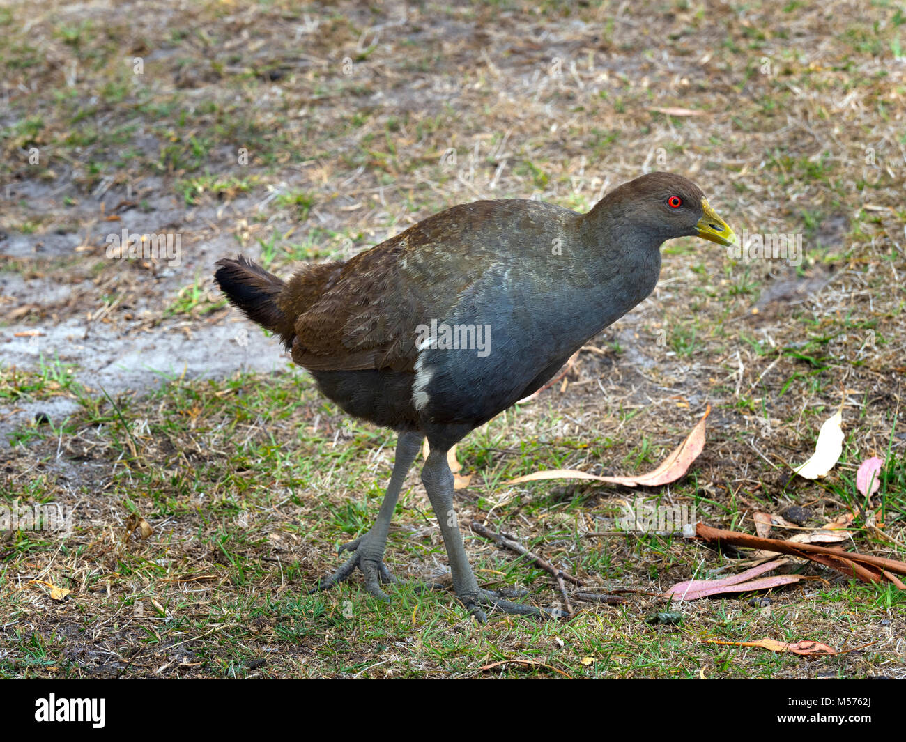 Nativo della Tasmania hen Tribonyx mortierii Tasmania, Australia. Foto Stock