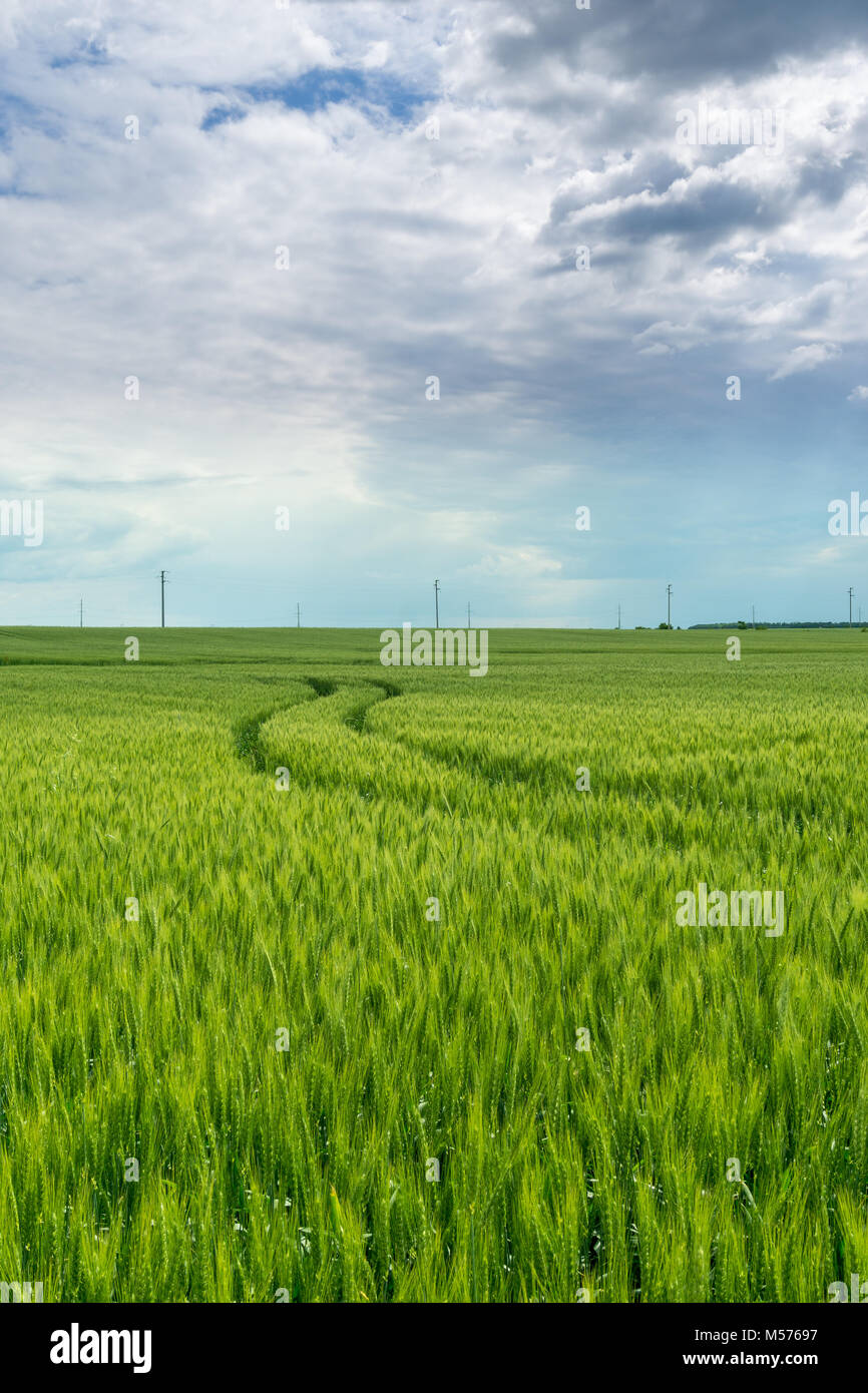 Green campo di grano con i cingoli del trattore delle linee guida Foto Stock