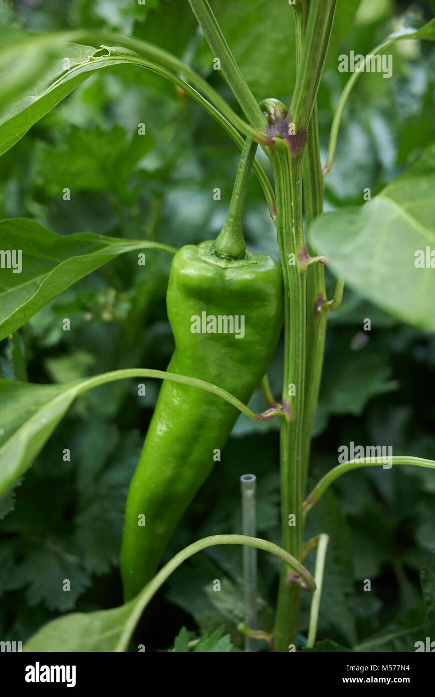 Capsicum annuum Foto Stock