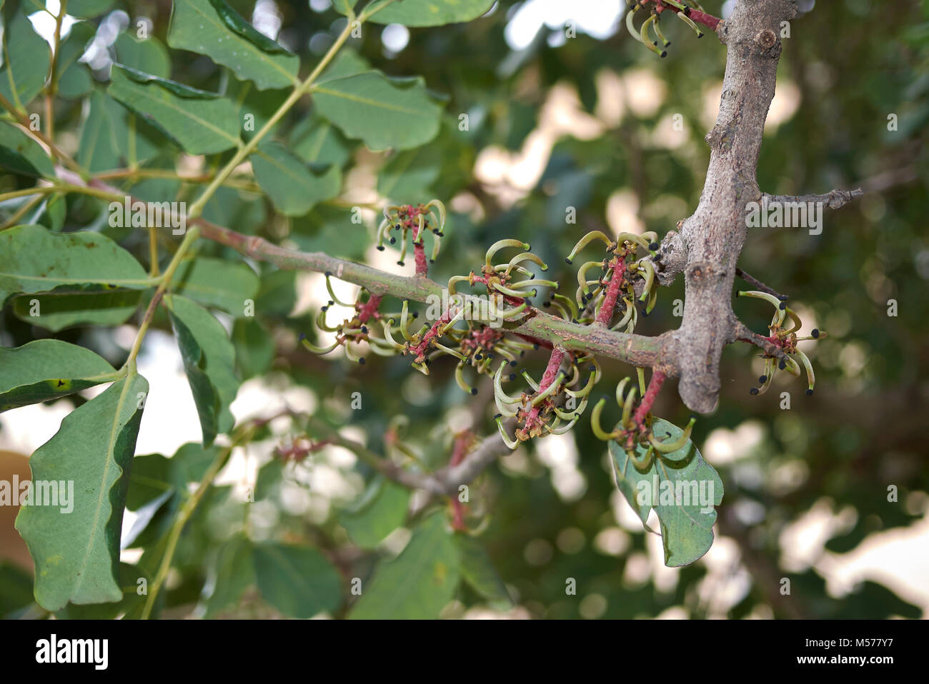 Ceratonia siliqua Foto Stock