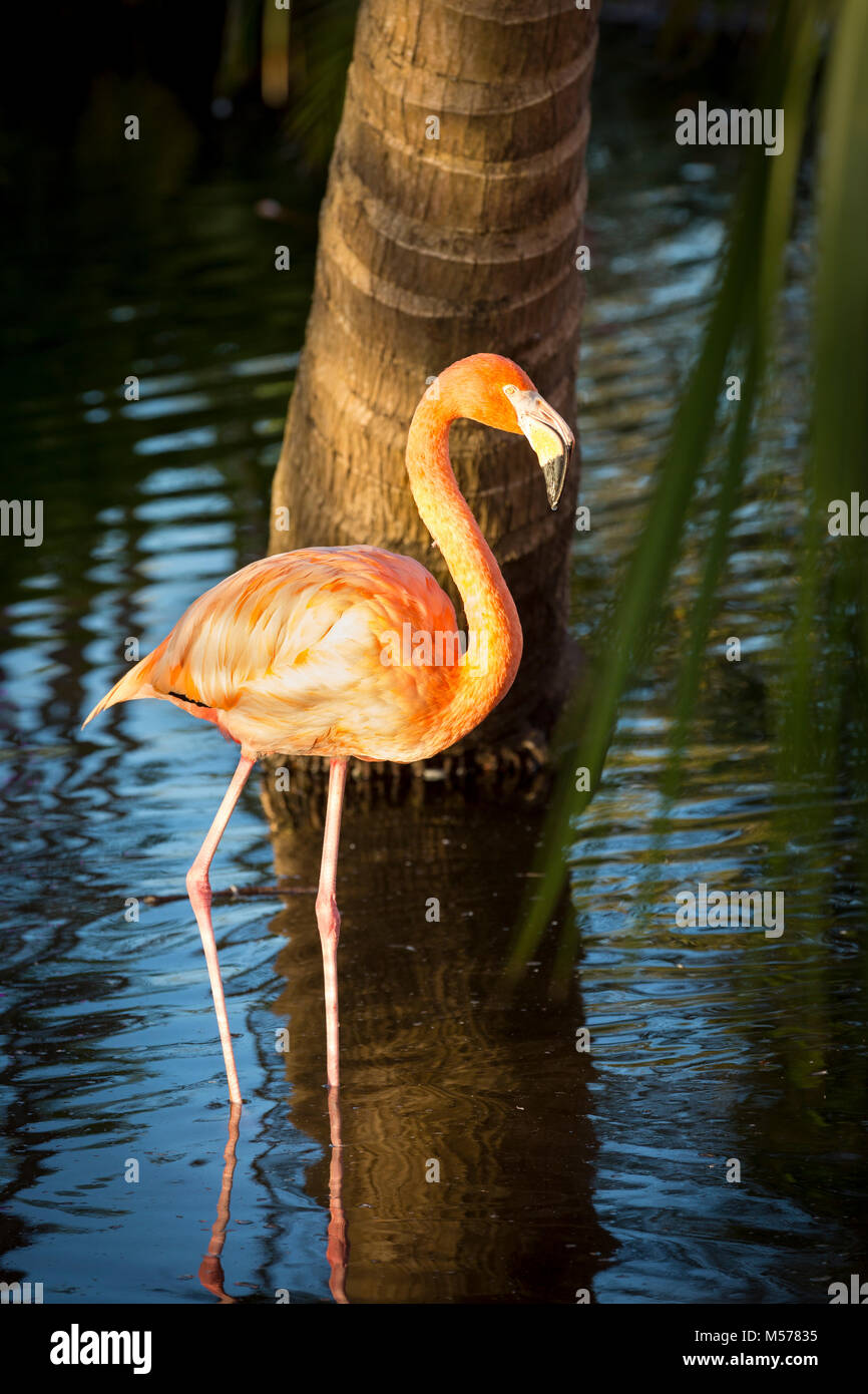 American Flamingo (Phoenicopterus Ruper) in stagno a Everglades Wonder giardino, Bonita Springs, in Florida, Stati Uniti d'America Foto Stock