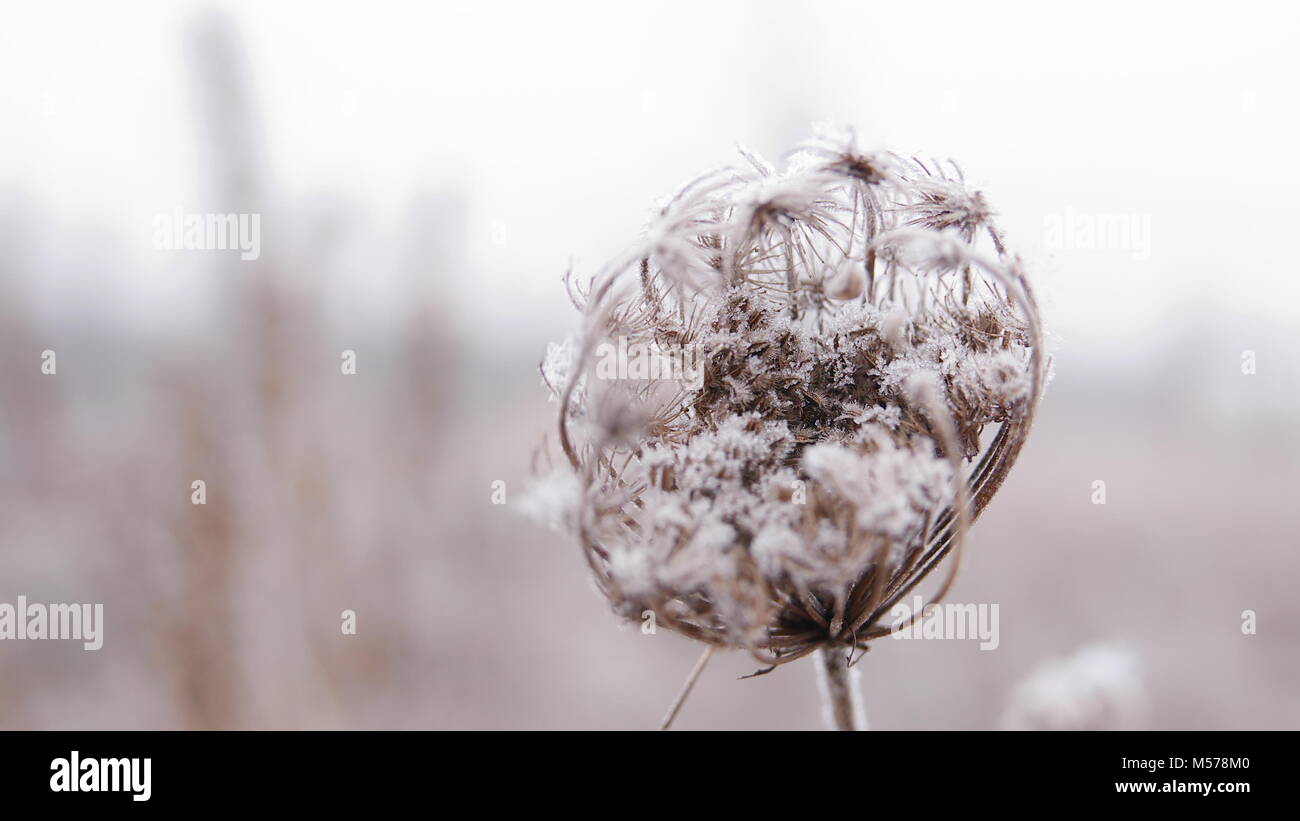 Inverno, primo piano su un campo fiore ricoperta di brina su smooth sfondo sfocato, shallow DOF. Foto Stock