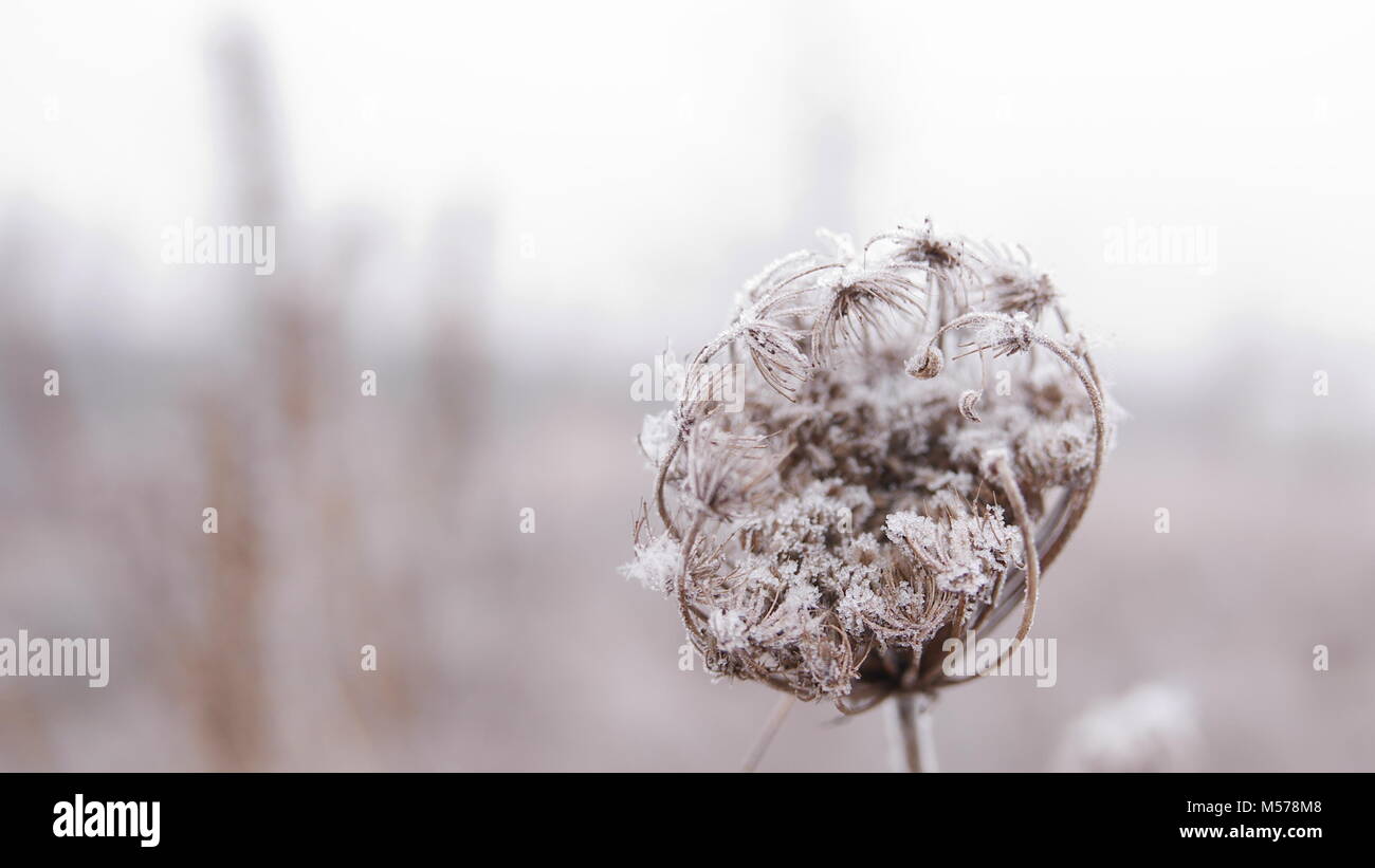 Inverno, primo piano su un campo fiore ricoperta di brina su smooth sfondo sfocato, shallow DOF. Foto Stock