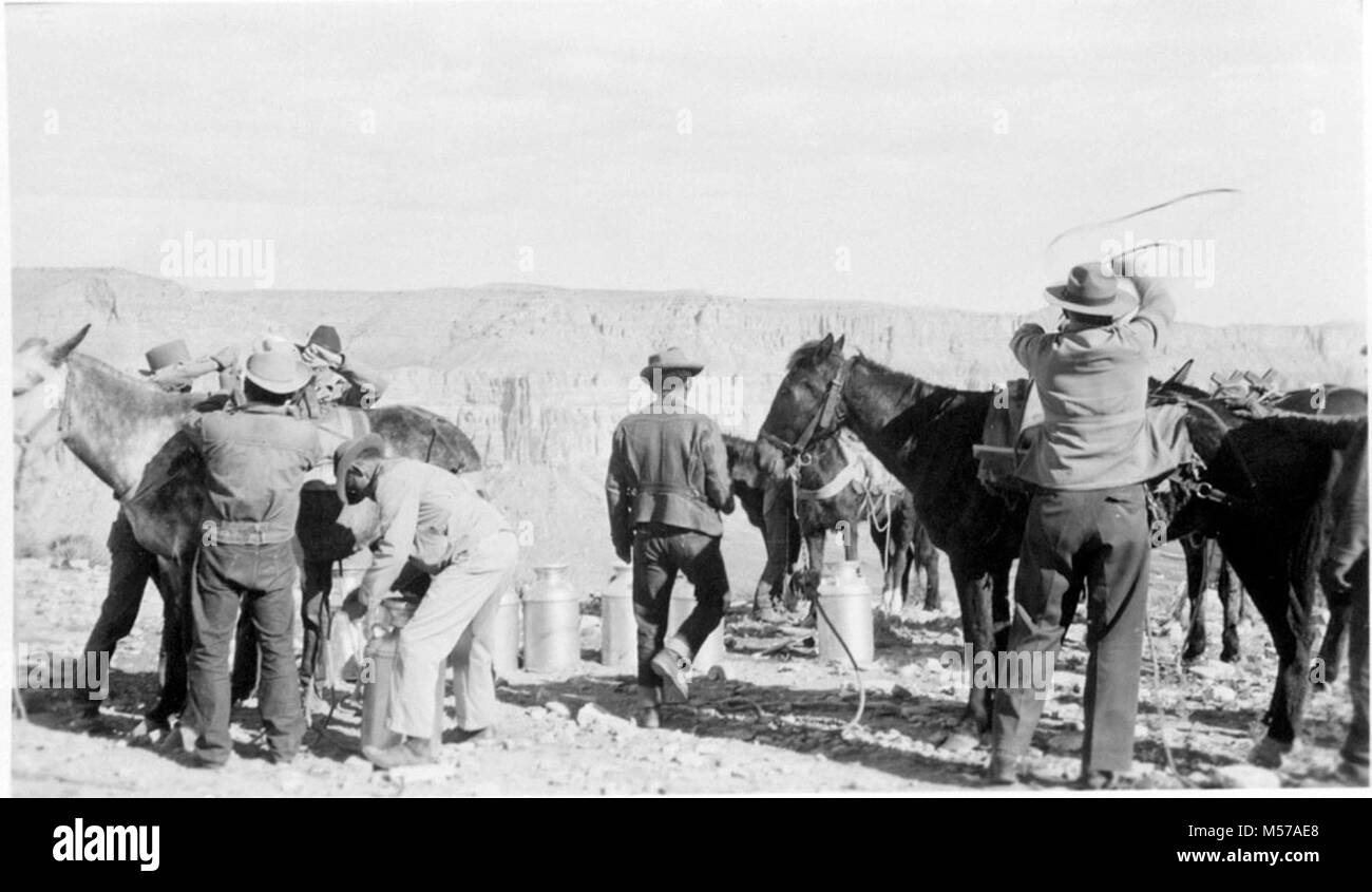 Grand Canyon storico. Caricamento di 15000 trota arcobaleno RFI SU STOCK DI CONFEZIONI IN HAVASUPAI Creek. A HUALAPAI HILLTOP. Da sinistra a destra: SUPAI donna indiana,; A.W. YODER, DIRETTORE DELLA PESCA, Arizona; B. RUSSEL, membro selvaggina e pesce dipendente; Assistente capo RANGER A.L. BORWN. . Nel 1948 circa. . Foto Stock