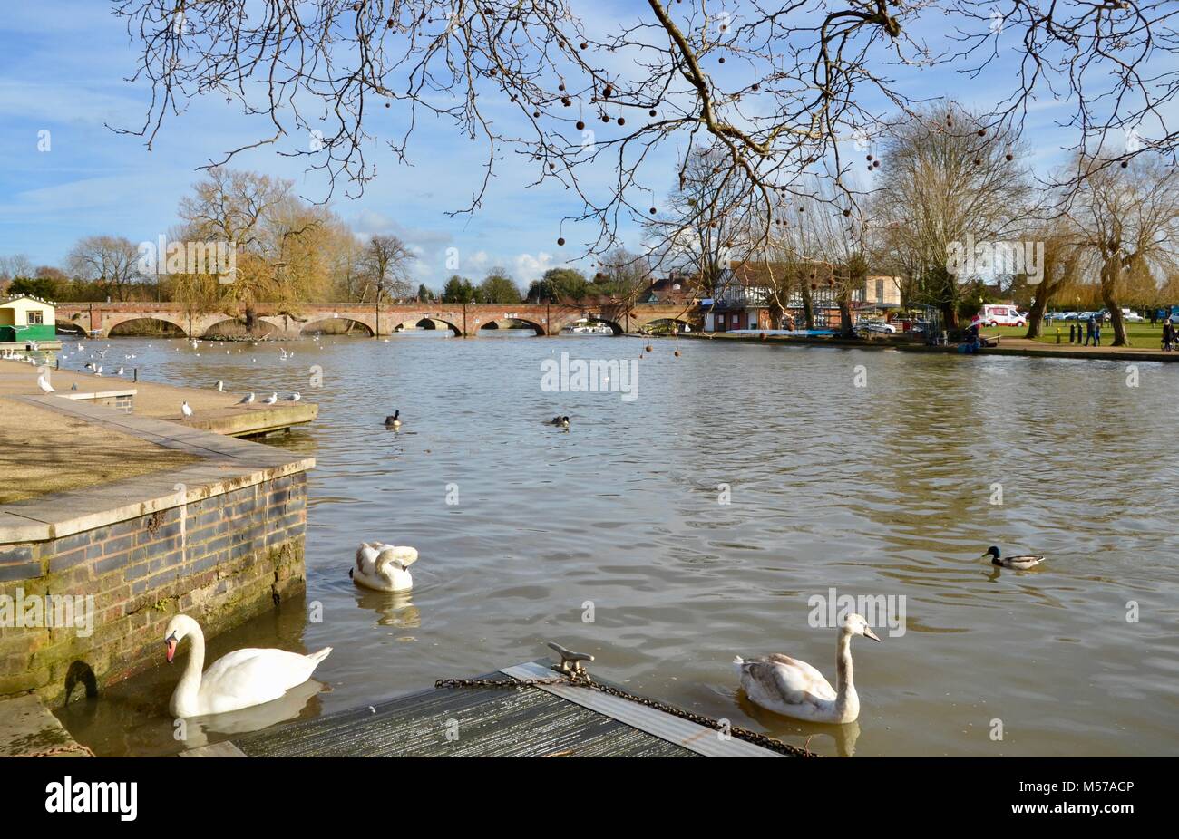 Cigni e anatre sul fiume Avon a Stratford warwickshire Foto Stock