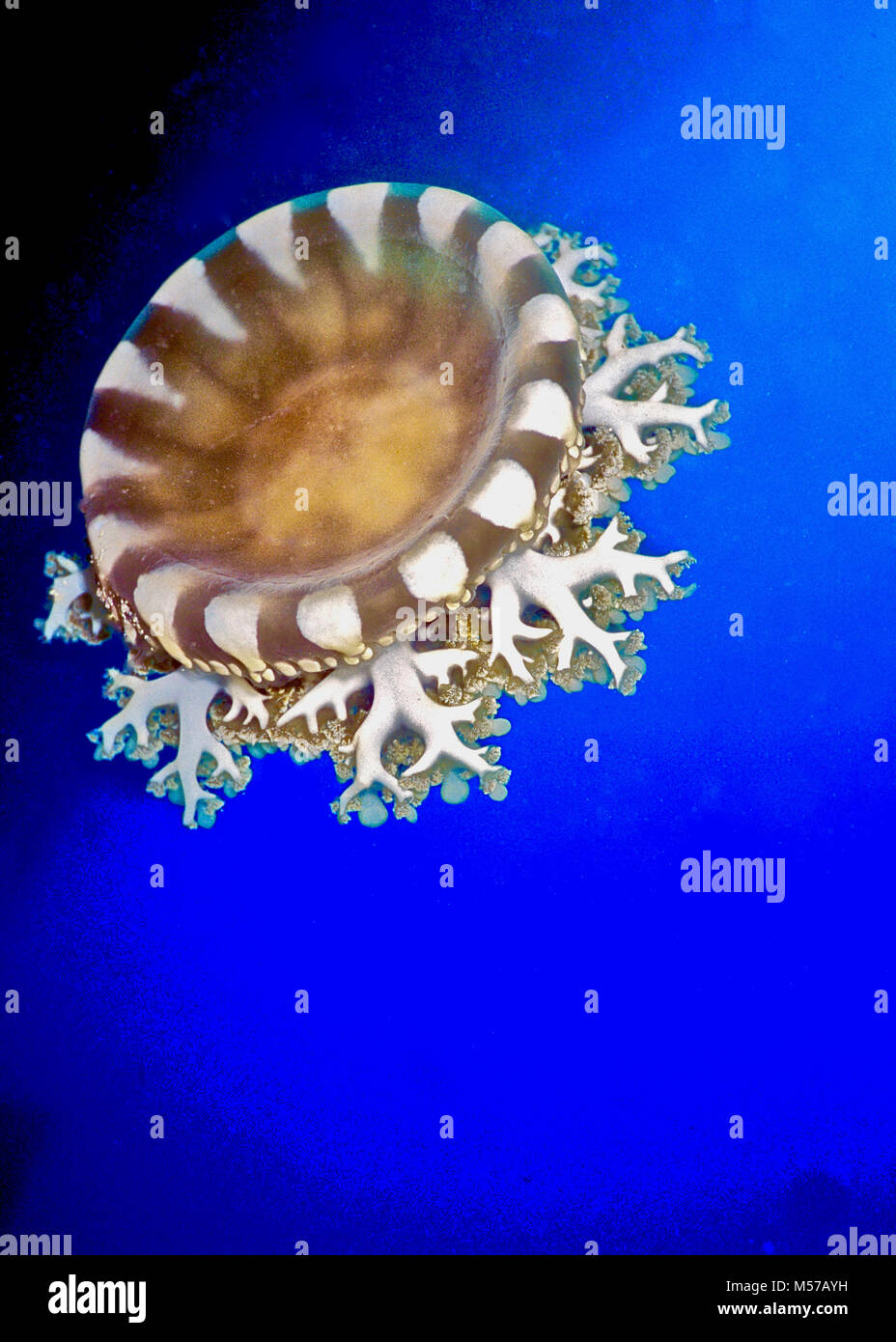 Ho incontrato questo sottosopra medusa (Cassiopea andromeda: 10 cms.) al tramonto, pulsante delicatamente in colonna d'acqua di circa 3 metri al di sopra di una zona sabbiosa vicino al molo del Marriott hotel di Hurghada, Egitto. Il nome comune è derivata dal fatto che a riposo il suo bell (o di medusa) è prossima al substrato. La campana delicati della perfezione mi ricorda alcuni dei migliori antiche porcellane Cinesi bocce. La specie è stata classificata nei primi 1760s da Pietro Forsskal, un allievo di Linneo, durante una spedizione per il Medio Oriente. Egli lo ha chiamato dopo due costellazioni di bellezza cosmica. Foto Stock