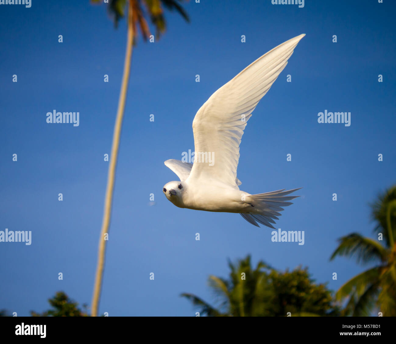 Un Fairy Tern in bilico in un ambiente tropicale con palme da cocco in background. Foto Stock