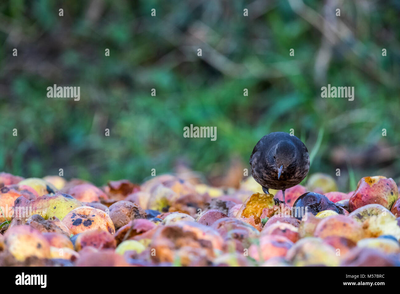 Merlo, una di svernamento e specie residenti nel Regno Unito, feed sul windfalls in una natura accogliente giardino. Giardino d'inverno Uccelli Foto Stock