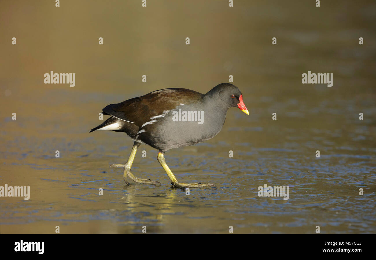 Comune (Moorhen Gallinula chloropus) adulto, passeggiate sul lago ghiacciato, Leeds, West Yorkshire, Inghilterra, Gennaio Foto Stock