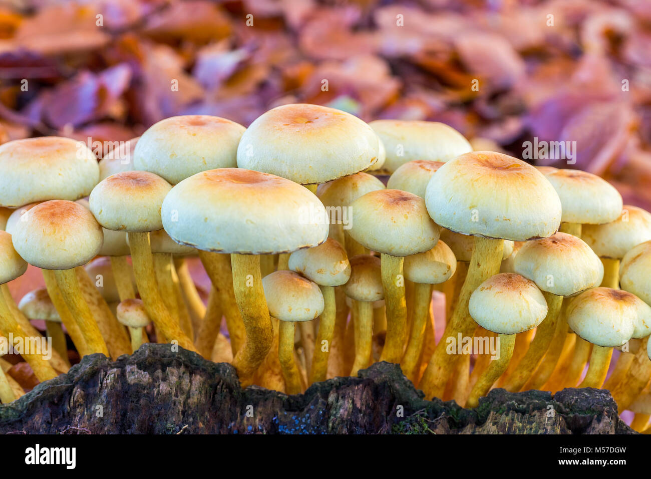 Funghi di colore giallo sul ceppo di albero Foto Stock