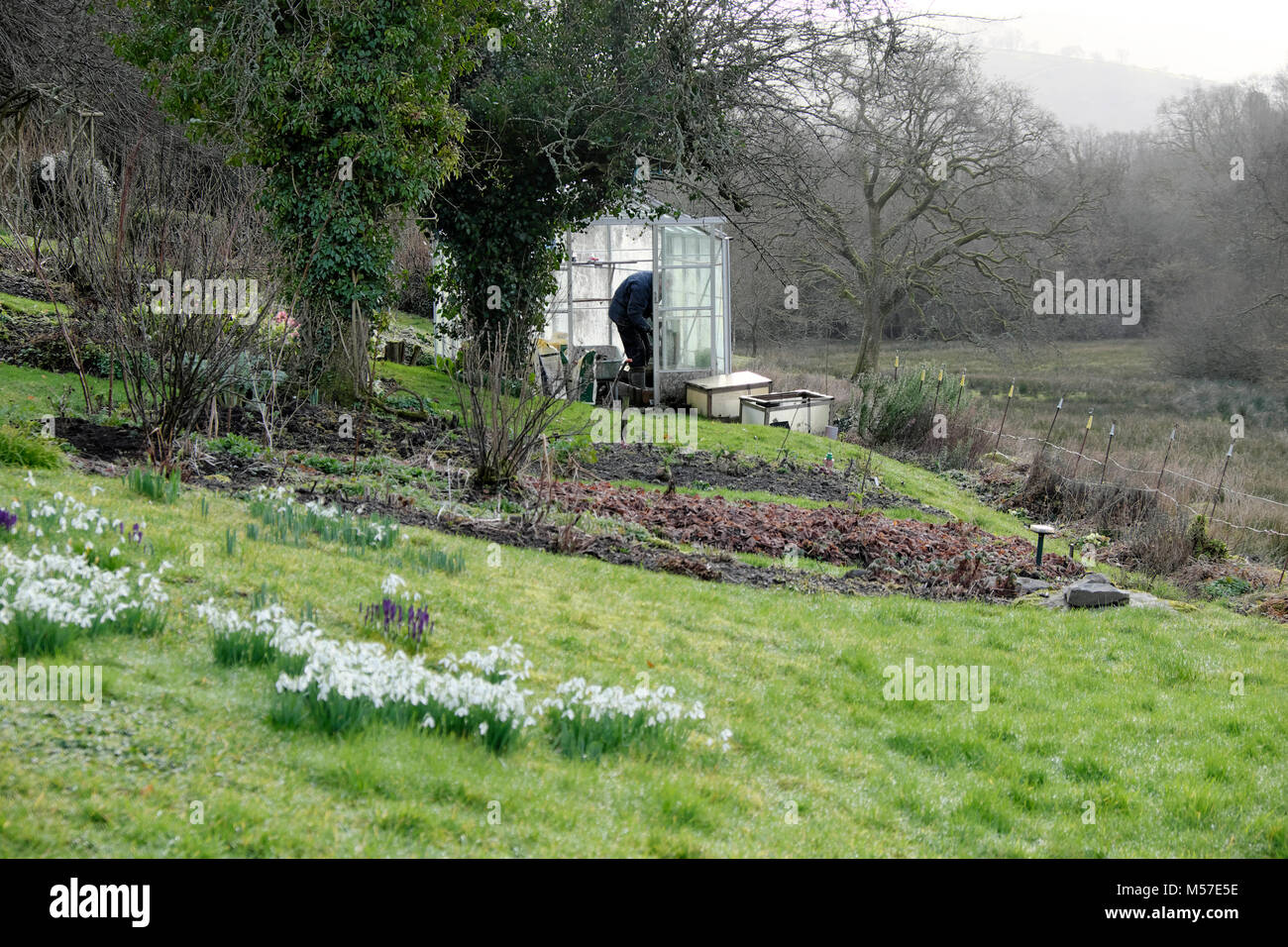 Un uomo che lavora in serra Febbraio giardino in inverno prepararsi per la primavera in campagna nevicate in prato Carmarthenshire Galles UK KATHY DEWITT Foto Stock