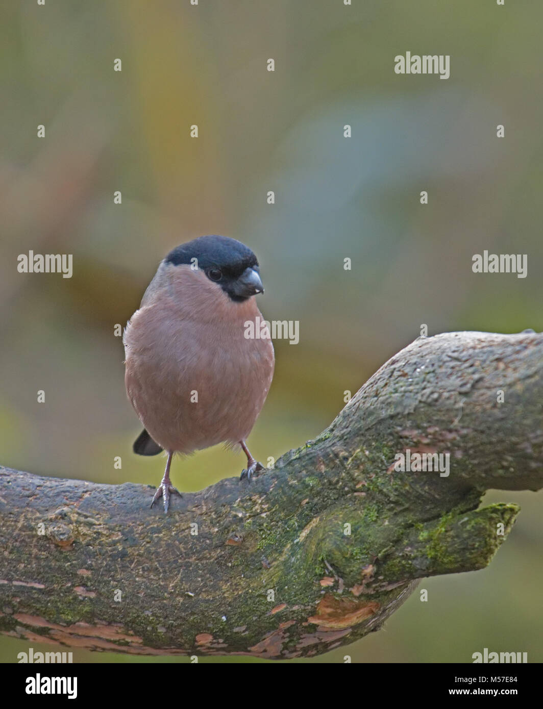 Bullfinch femmina;Pyrrhula pyrrhula; Foto Stock