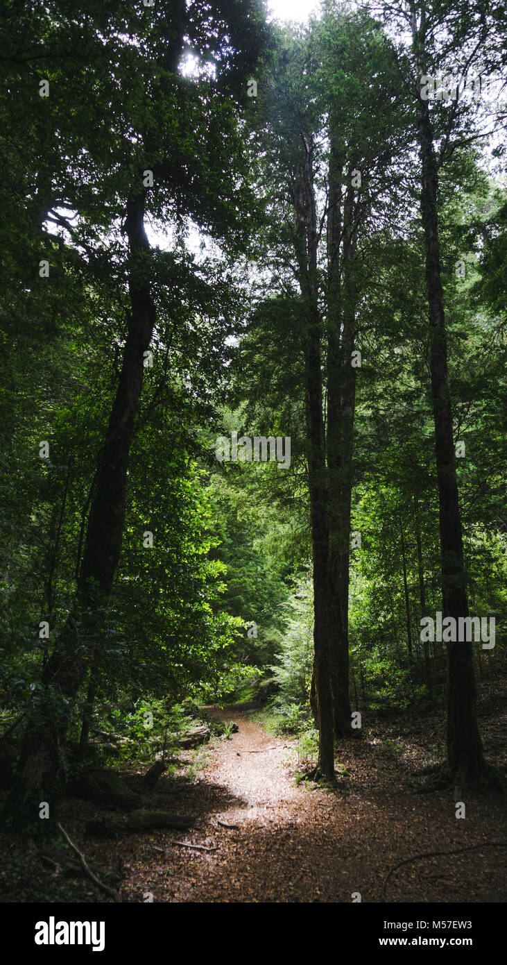 La natura ci mostra un sacco di piante, alberi e fiori che impreziosiscono il nostro mondo e fare in modo che adorano il senso della vista. Foto Stock