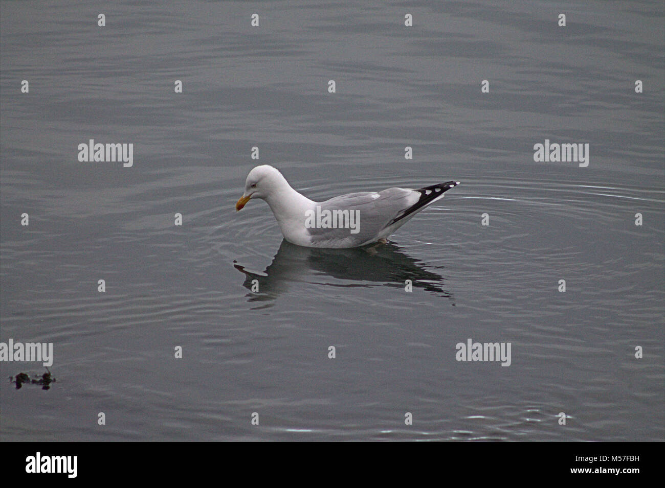 Larus argentatus herring gull la pesca dei granchi nei fondali bassi Foto Stock