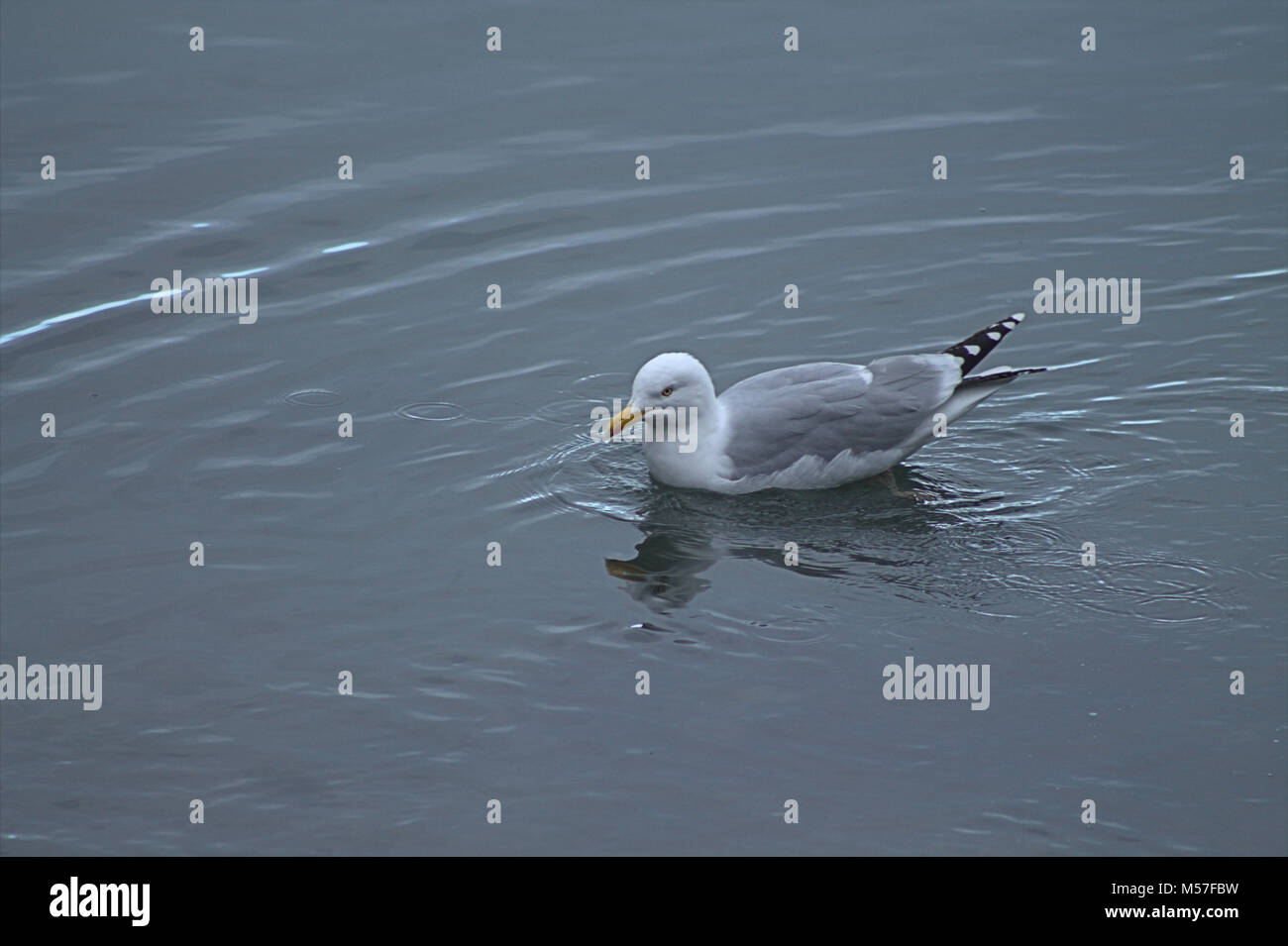 Larus argentatus herring gull la pesca dei granchi nei fondali bassi Foto Stock