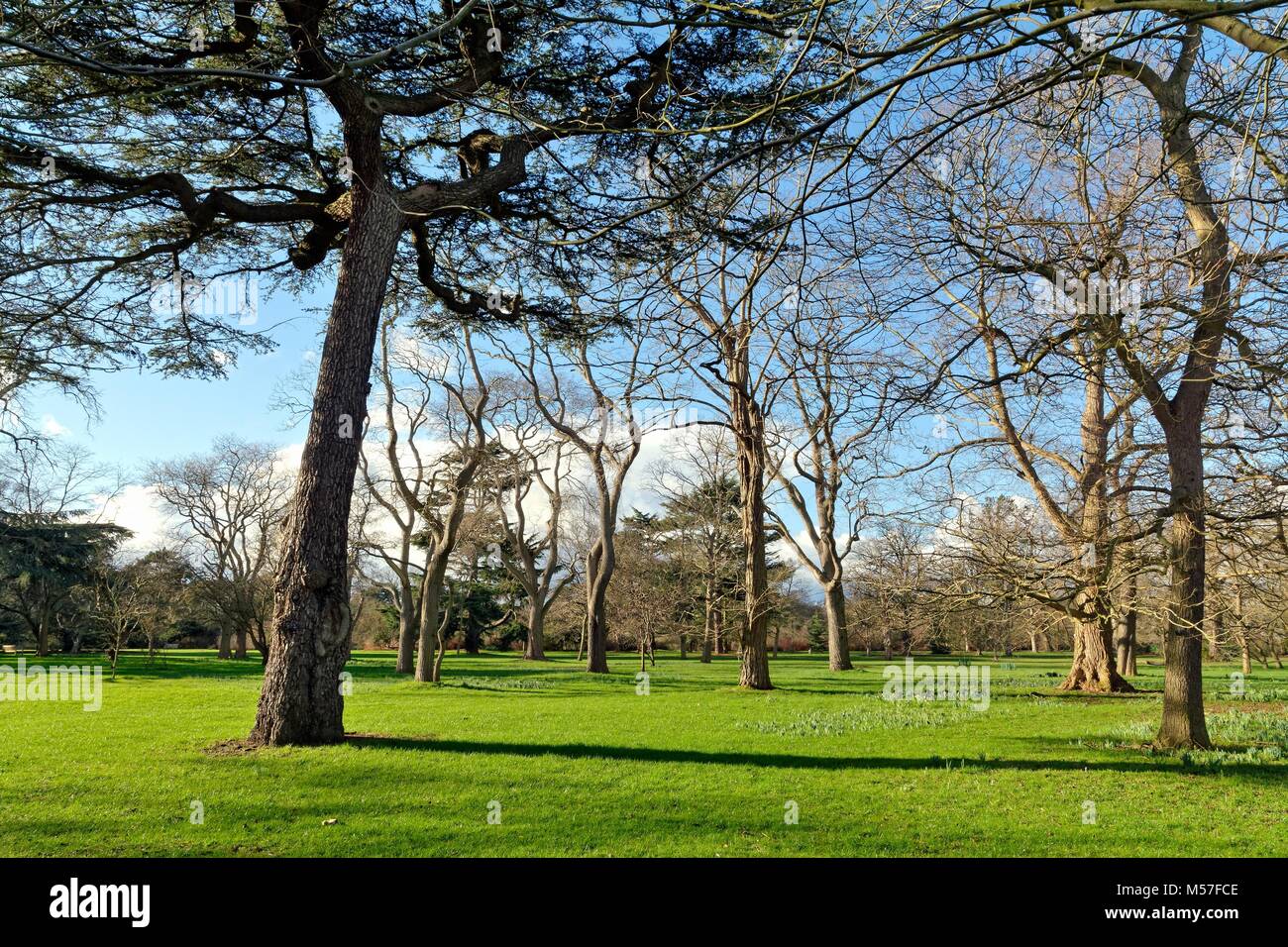 La raccolta di una varietà di alberi in un paesaggio invernale Kew England Regno Unito Foto Stock