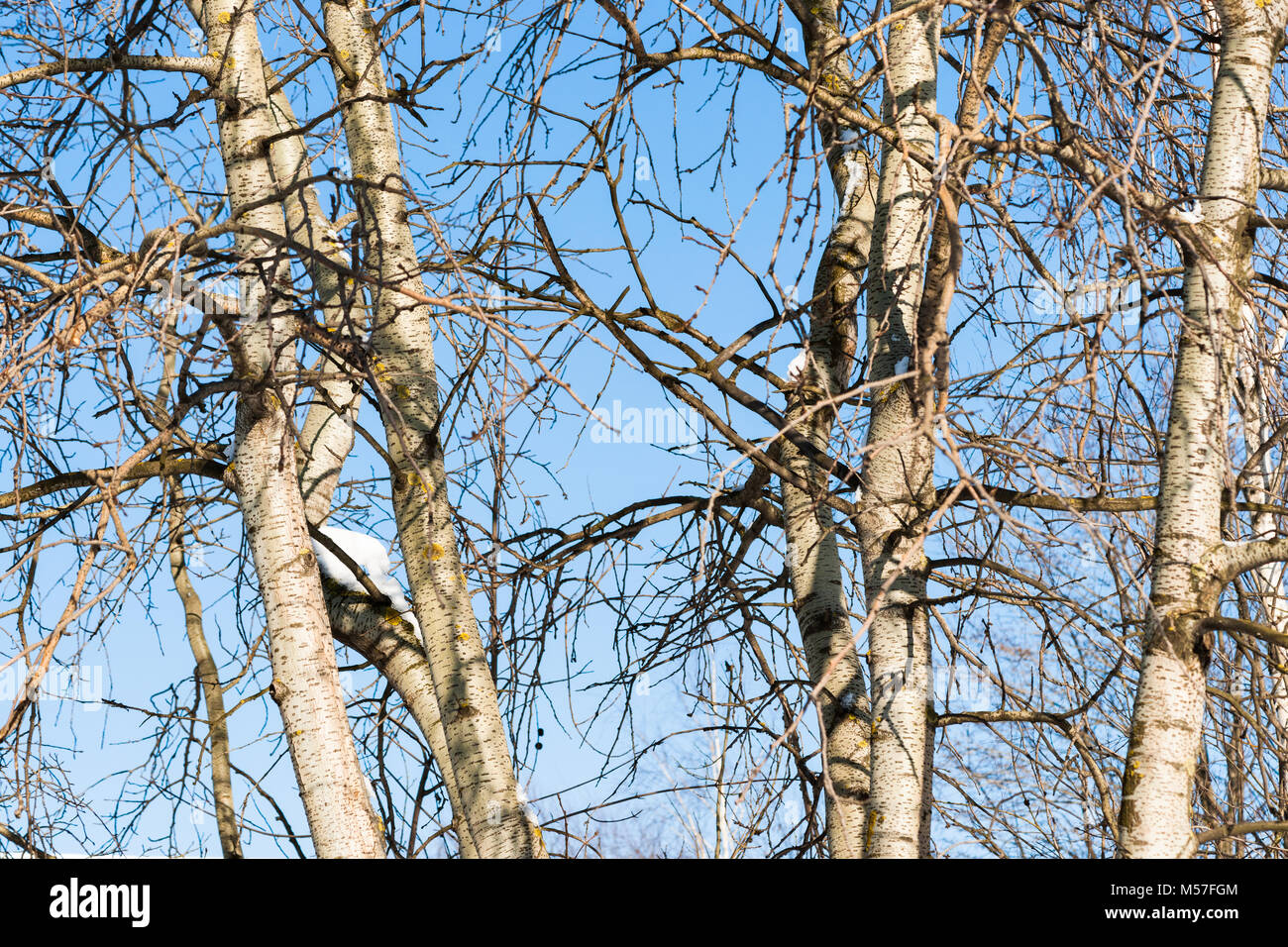 Vista ingrandita di un sfrondato aspen alberi nella stagione invernale. Giornata di sole e cielo blu Foto Stock