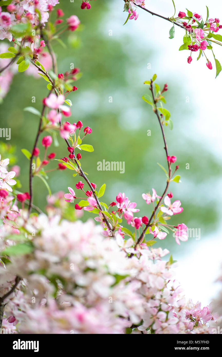 Close-up immagine della fioritura di primavera Crab Apple Blossom fiori noto anche come Malus sylvestris Foto Stock