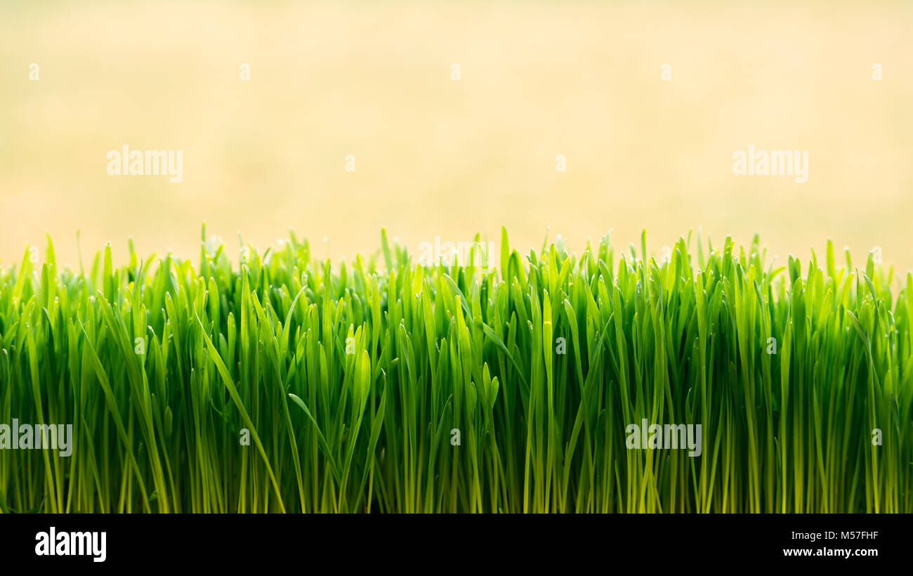 Fresco e verde sullo sfondo di erba Foto Stock