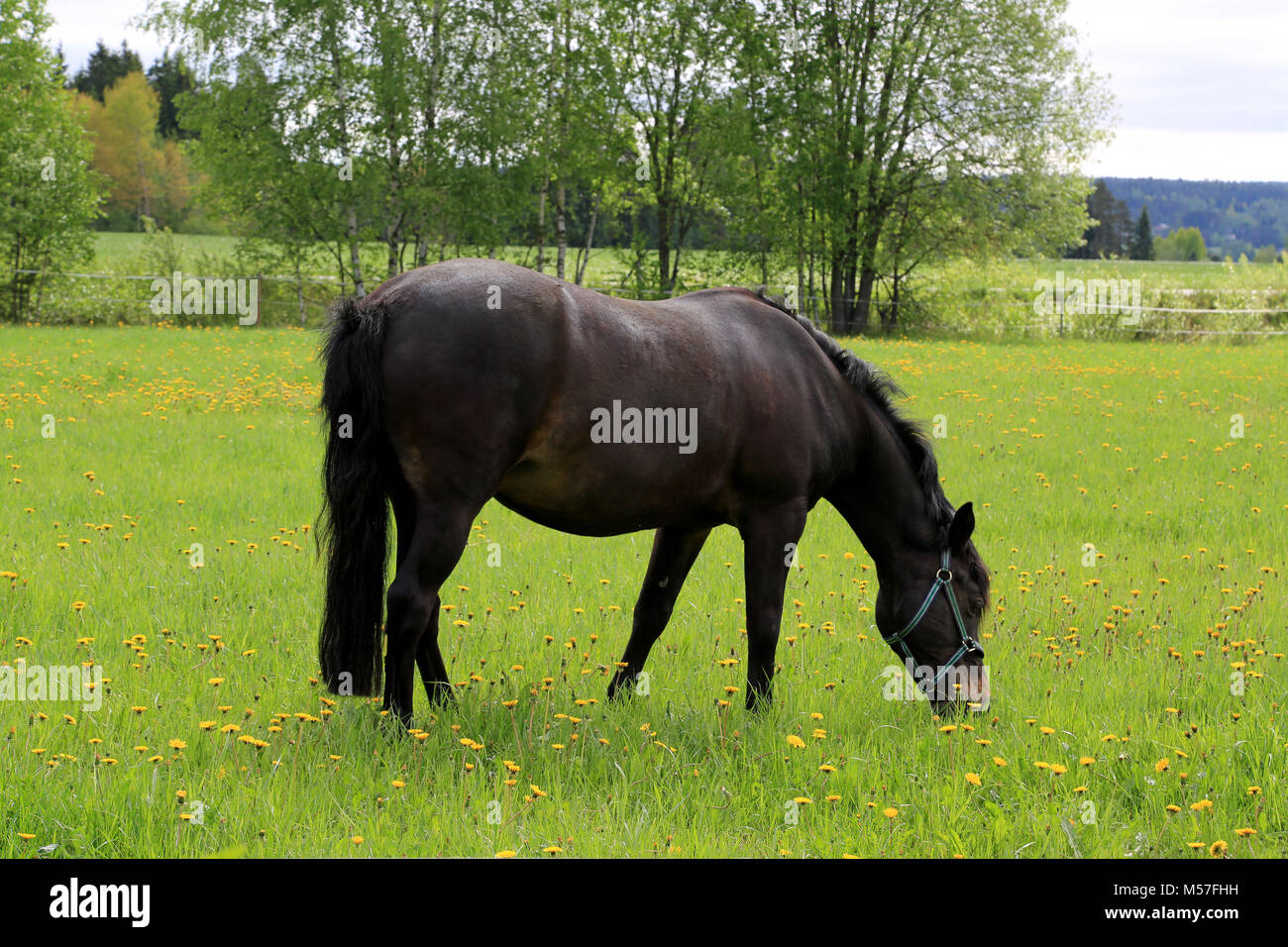 Cavallo nero mangia erba sul prato verde in estate. Foto Stock