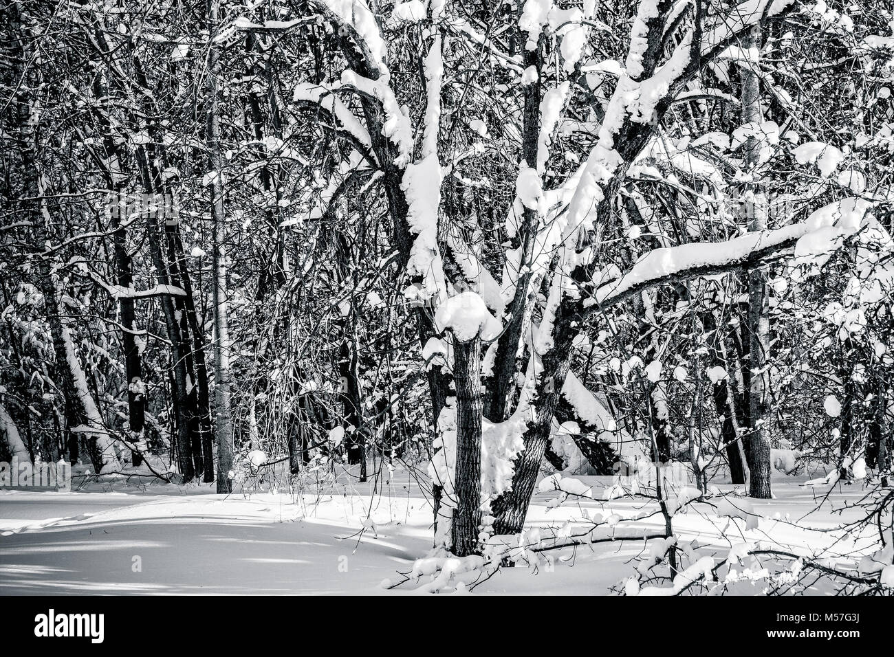 Coperta di neve alberi in una foresta di inverno in bianco e nero. La bellezza e lo stile della stagione invernale Foto Stock