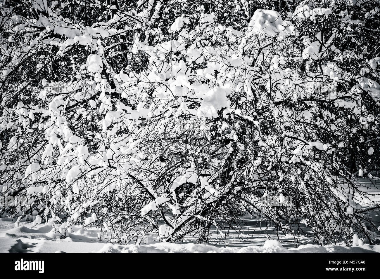 Coperta di neve alberi in una foresta di inverno in bianco e nero. La bellezza e lo stile della stagione invernale Foto Stock