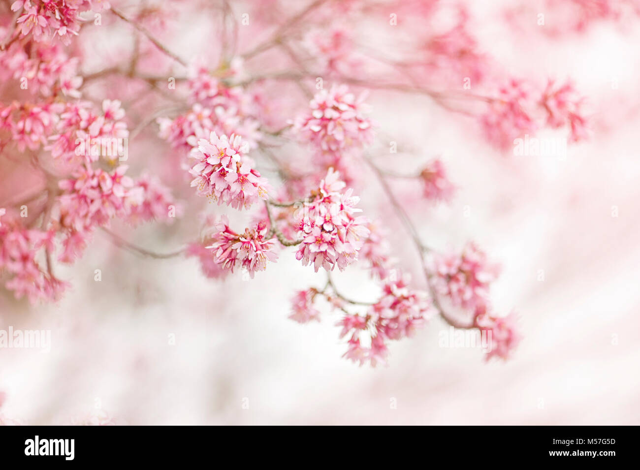 Close-up della delicata rosa primavera sbocciano i fiori del Okame Ciliegio Foto Stock