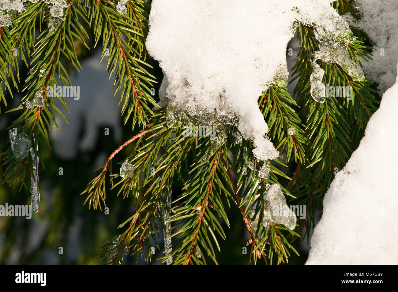 Vista ingrandita di un abete rosso di conifere a rami di alberi coperti di neve che si scioglie. Piccoli ghiaccioli. La primavera è dietro l'angolo Foto Stock