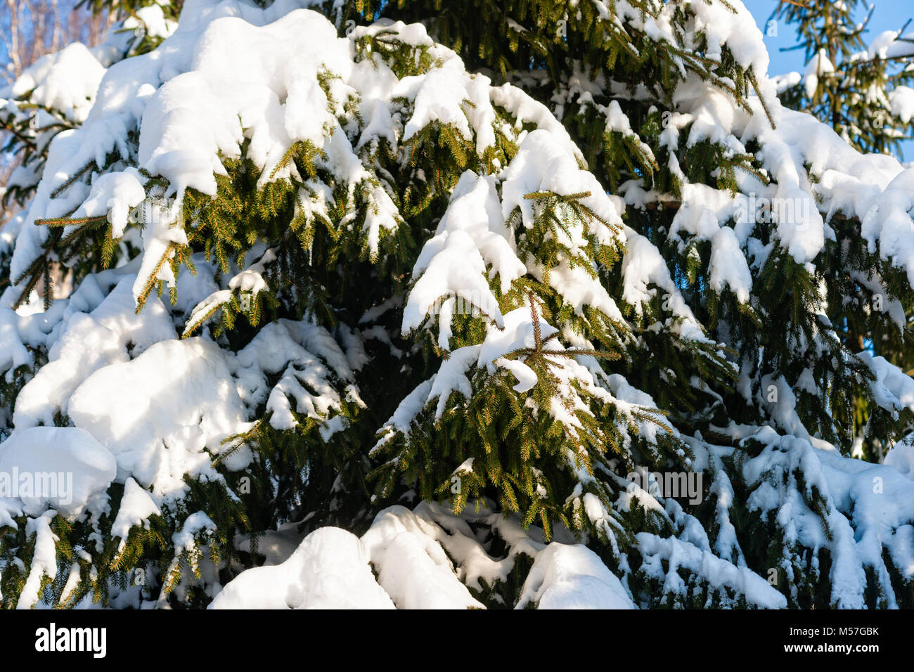 Coperta di neve pino, abete, conifere nella stagione invernale. Giornata calda e soleggiata. Aghi di colore verde, blu cielo Foto Stock