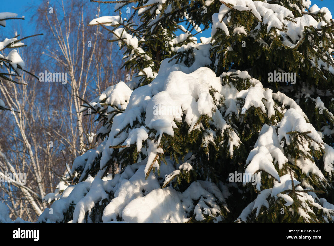 Coperta di neve pino, abete, conifere nella stagione invernale. Giornata calda e soleggiata. Aghi di colore verde, blu cielo Foto Stock