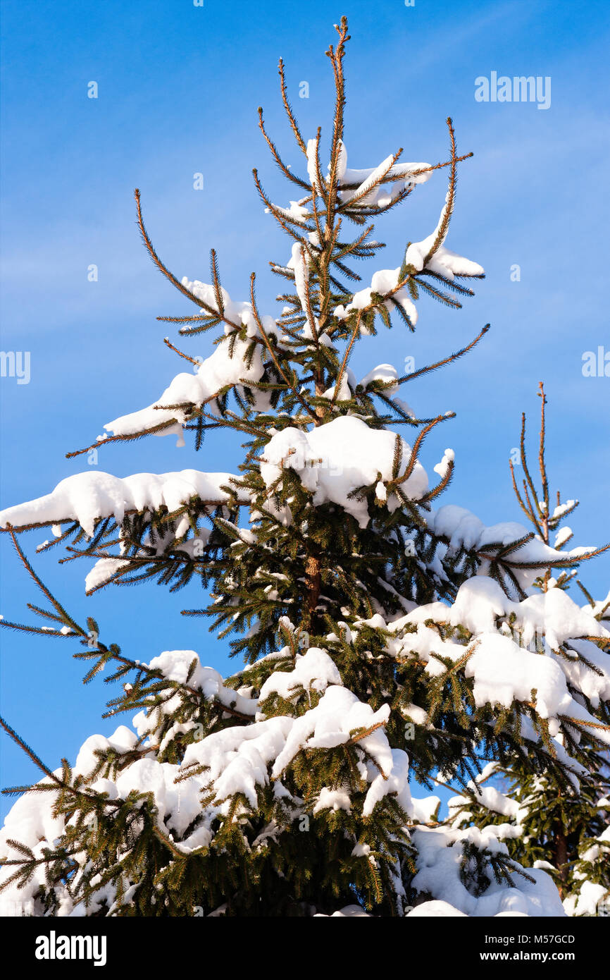 Coperta di neve pino, abete, conifere nella stagione invernale. Giornata calda e soleggiata. Aghi di colore verde, blu cielo Foto Stock