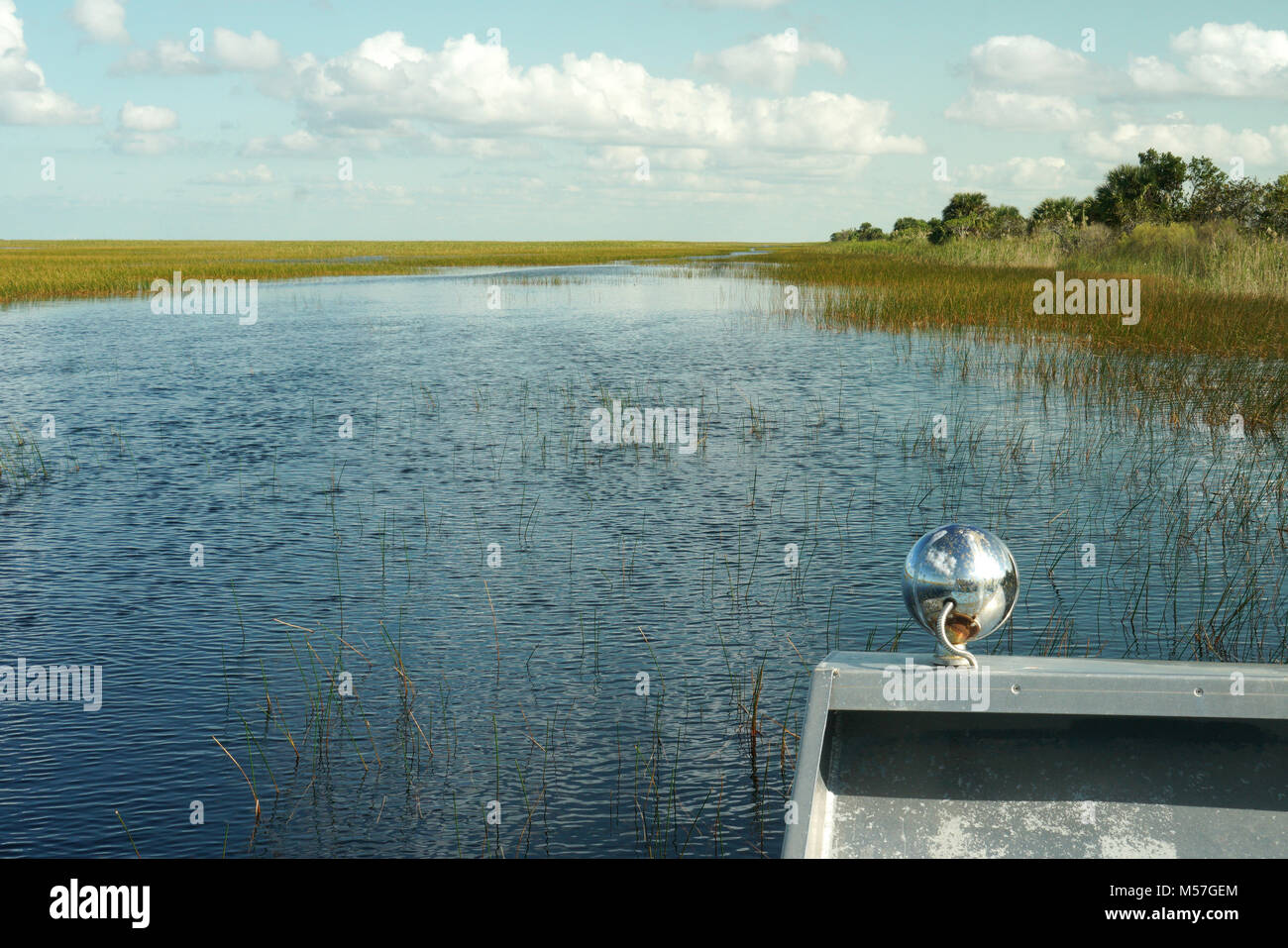 Piante fanerogame Everglades Park, Fort Lauderdale, FL Foto Stock