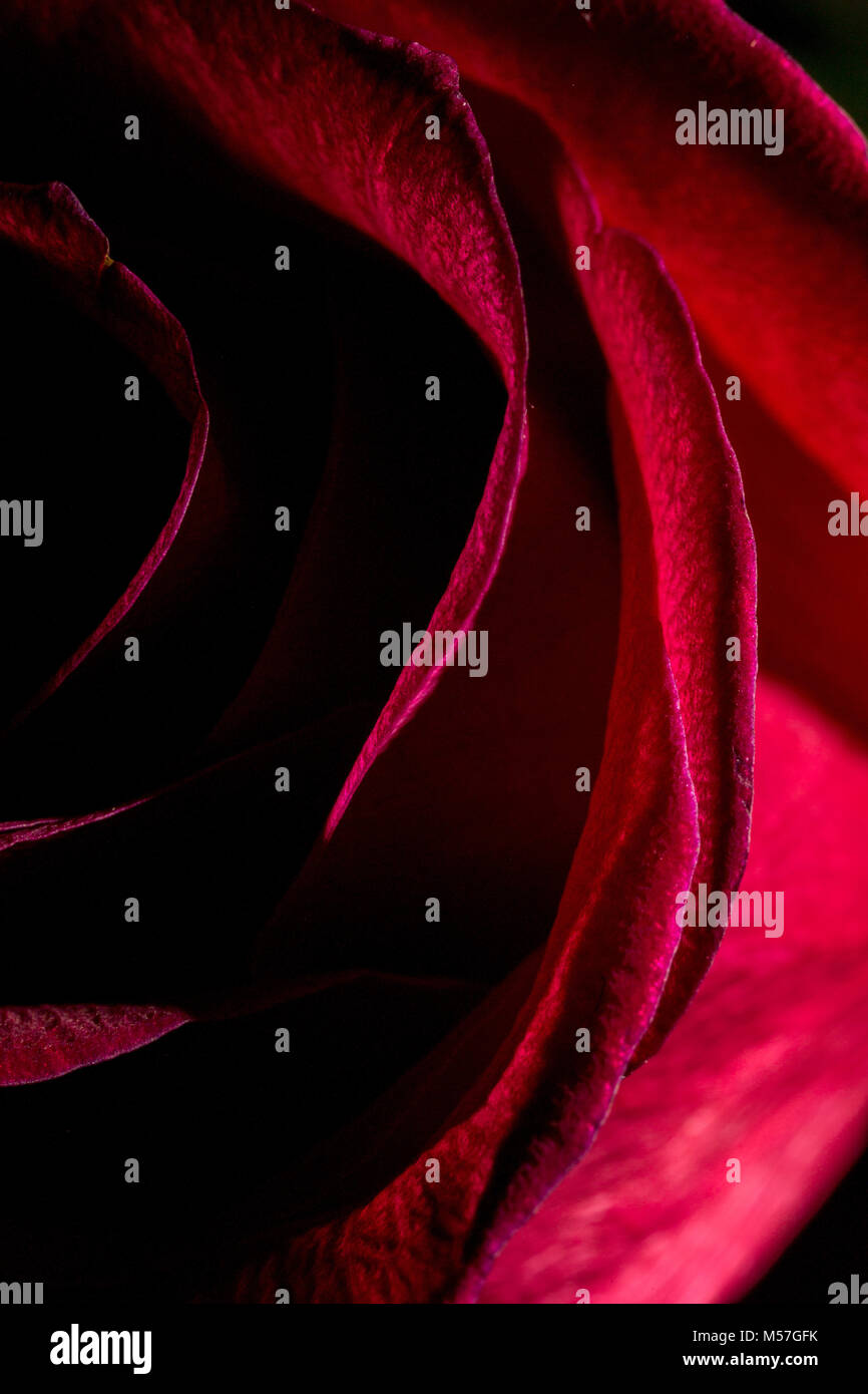 Rosa, fiore, rosso, macro, linea, curvature, bella, contrastanti, romantico, Valentino, amore, colorati, colori testurizzati, arte, illustrazione, tessitura Foto Stock