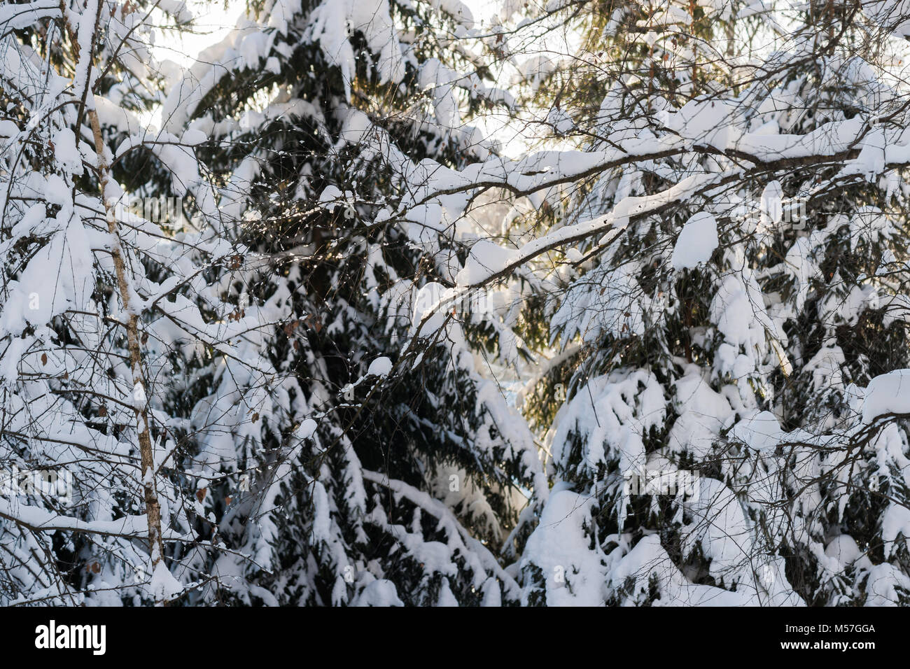 La neve e il ghiacciolo ricoperto di rami e ramoscelli di betulla contro lo sfondo di abete rosso, abete alberi in una foresta d'inverno. Giornata di sole Foto Stock