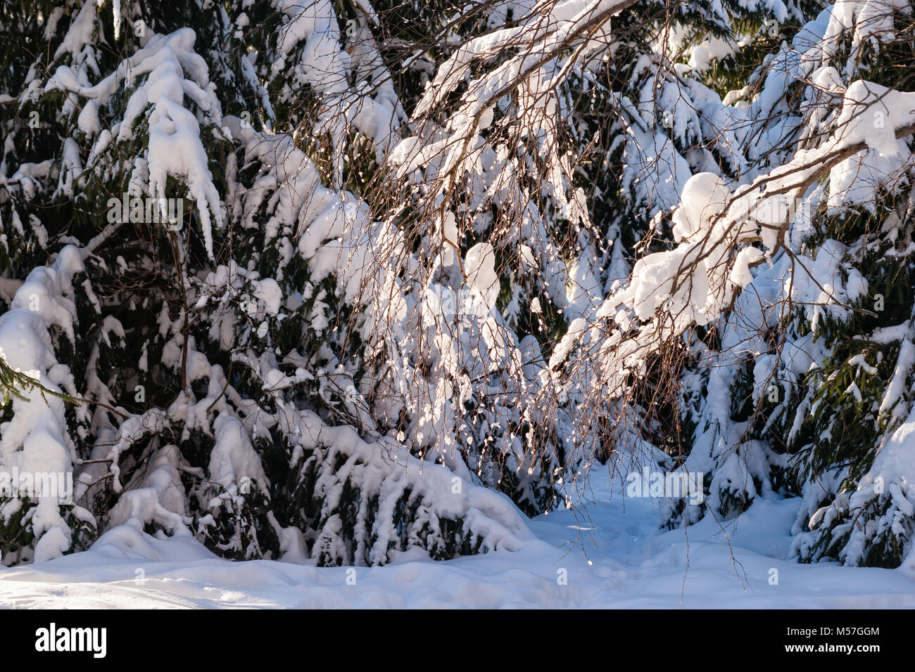 La neve e il ghiacciolo ricoperto di rami e ramoscelli di betulla contro lo sfondo di abete rosso, abete alberi in una foresta d'inverno. Giornata di sole Foto Stock