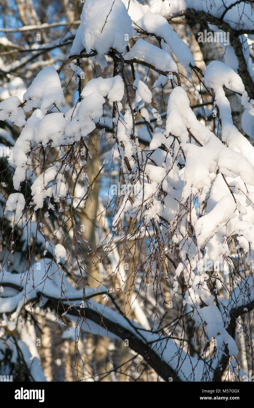 La neve e il ghiacciolo ricoperto di rami e ramoscelli di betulla contro lo sfondo di abete rosso, abete alberi in una foresta d'inverno. Giornata di sole Foto Stock