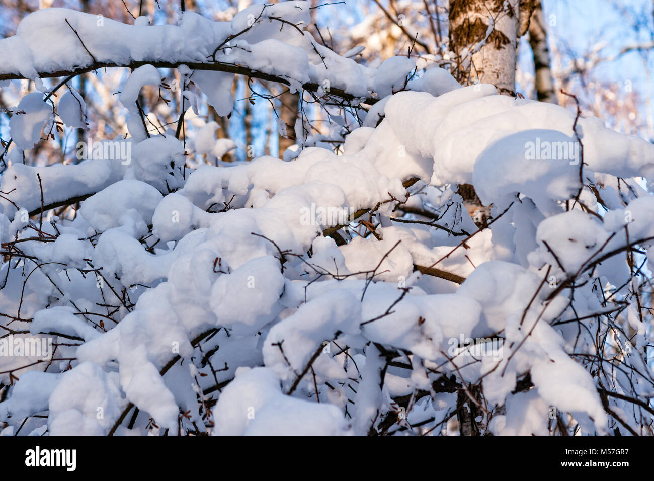 Giornata di sole in una foresta d'inverno. Coperta di neve alberi e arbusti. Giochi di luce, ombre e colori. Riflessi di rosa e blu sulla neve fresca Foto Stock