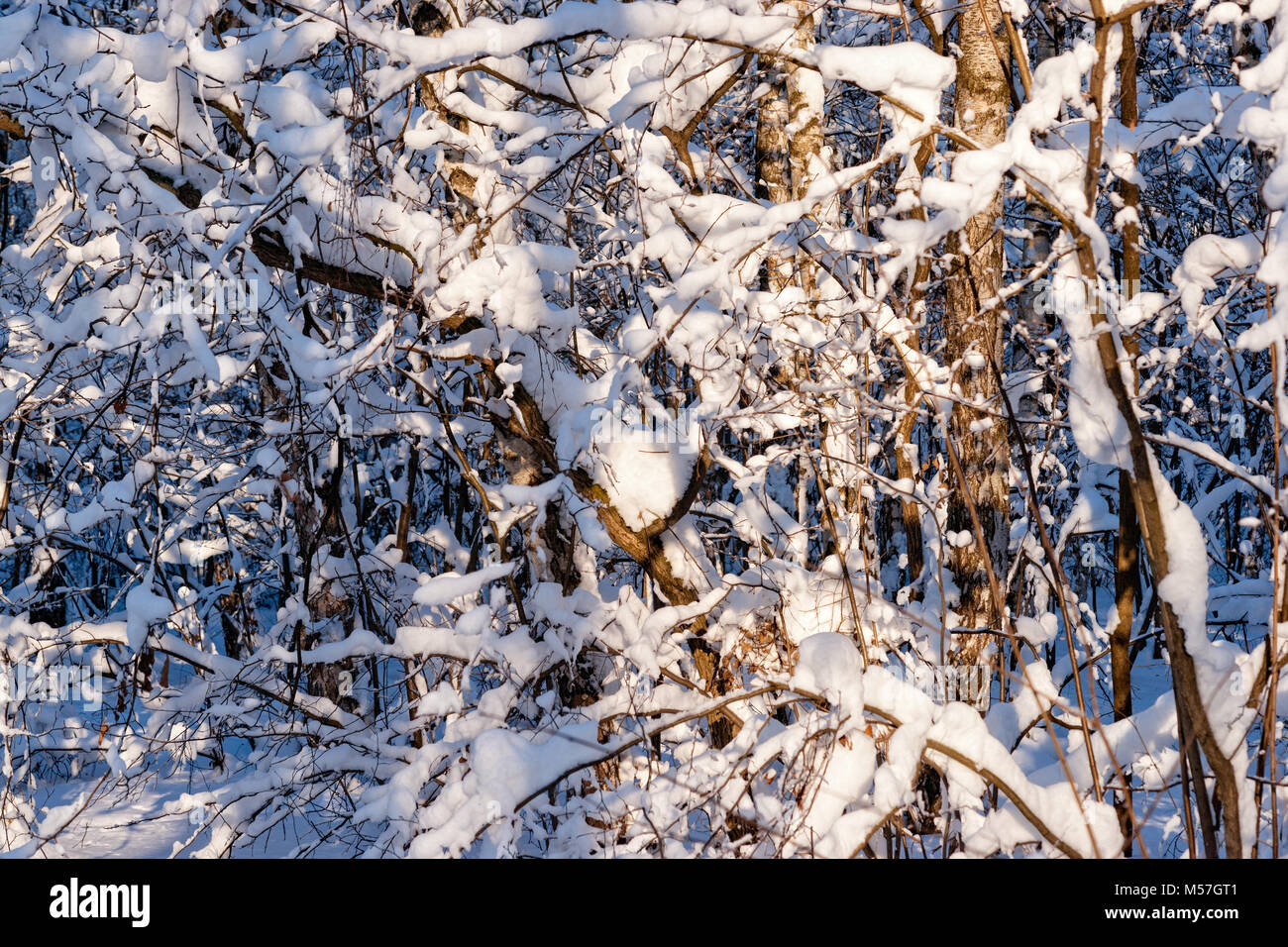 Giornata di sole in una foresta d'inverno. Coperta di neve alberi e arbusti. Giochi di luce, ombre e colori. Riflessi di rosa e blu sulla neve fresca Foto Stock