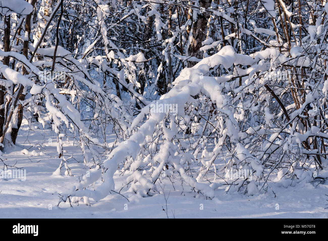 Giornata di sole in una foresta d'inverno. Coperta di neve alberi e arbusti. Giochi di luce, ombre e colori. Riflessi di rosa e blu sulla neve fresca Foto Stock