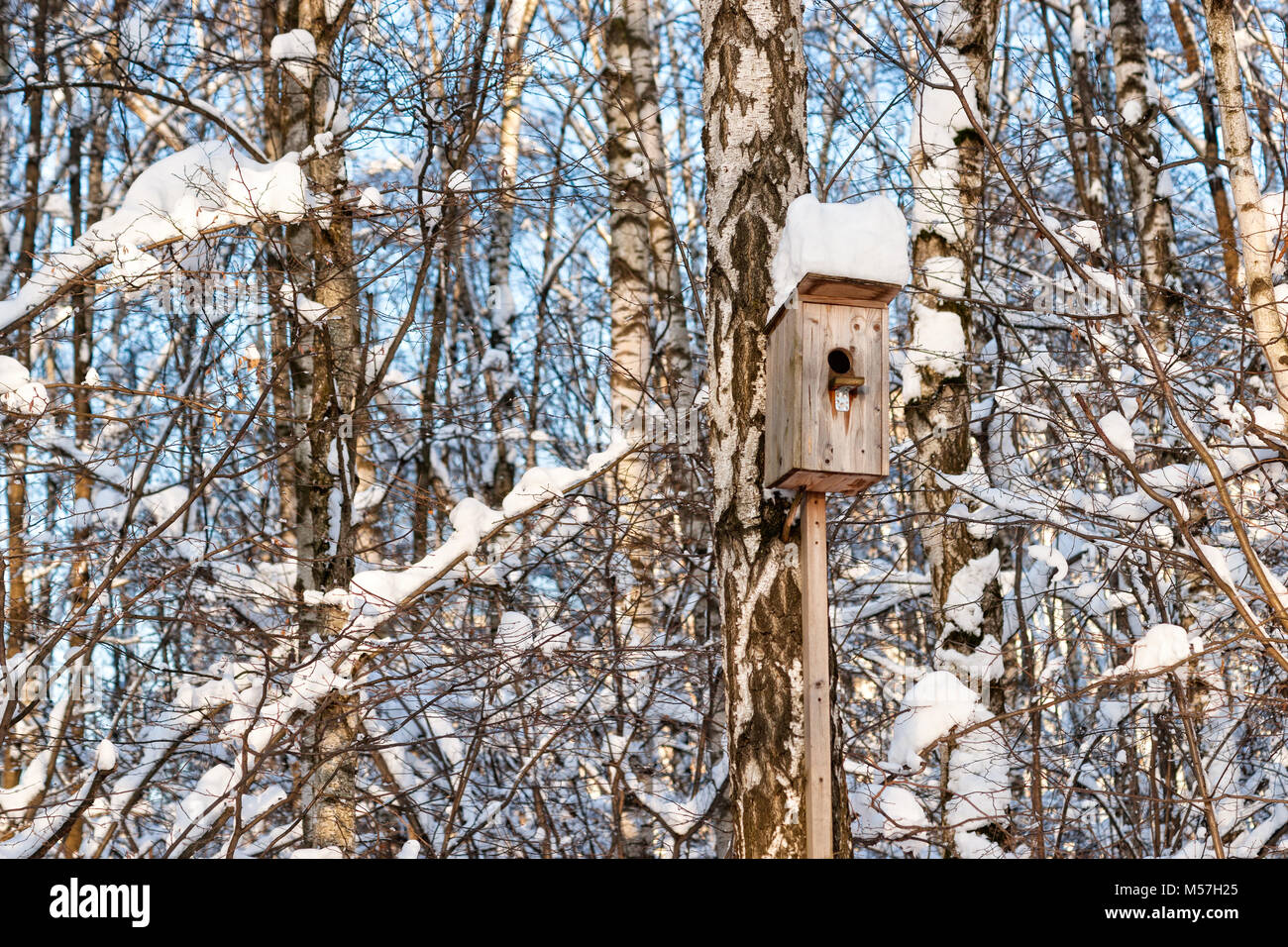 Bird casa su una betulla in una foresta invernale, giornata di sole e cielo blu, tappo bianco di neve sul tetto Foto Stock