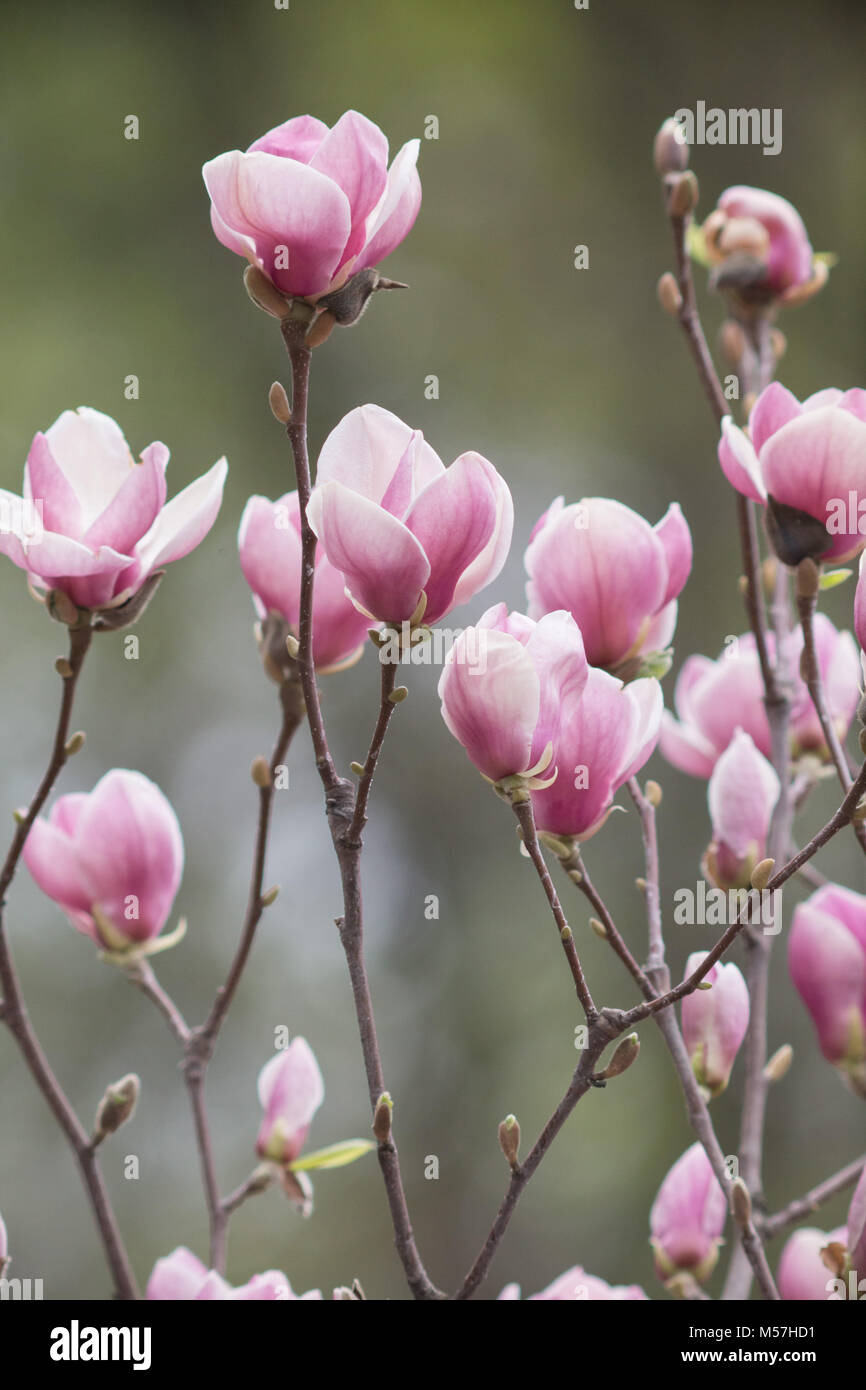 Bellezza naturale, bello, stagione, natura, fiore di magnolia, magnolia, fiori, molla, bloom, polline, antico, albero, petali, sfocatura, teleobiettivo Foto Stock