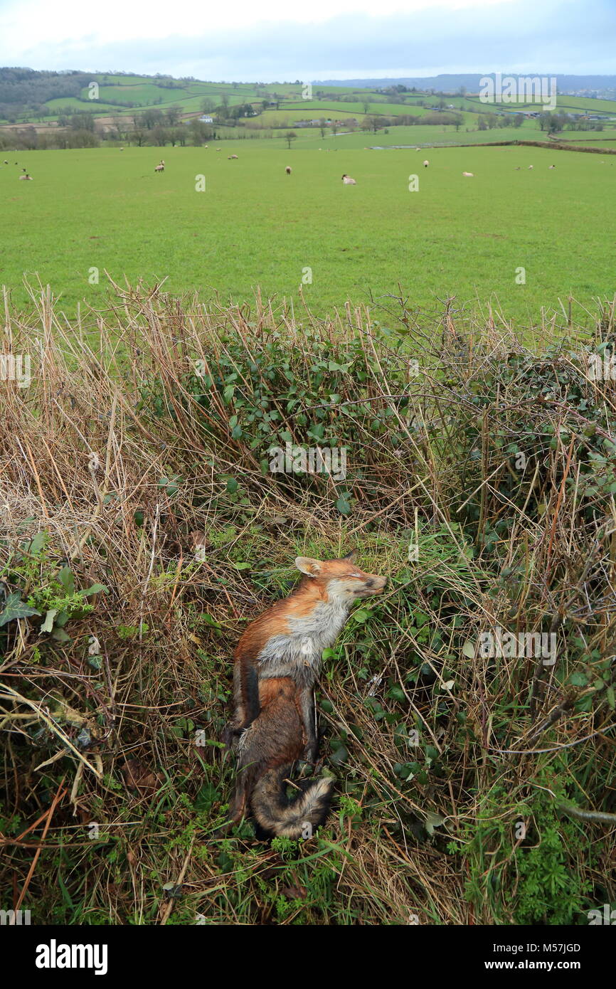 Dead fox e il gregge di pecore in background su un terreno coltivato in East Devon Foto Stock