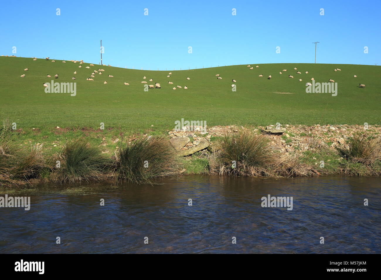 Gregge di pecore al pascolo su terreni agricoli in East Devon Area di straordinaria bellezza naturale Foto Stock