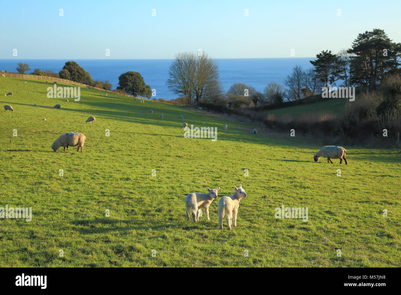 Agnelli pascolano su un terreno coltivato con il mare sullo sfondo vicino al villaggio di birra in Devon Foto Stock