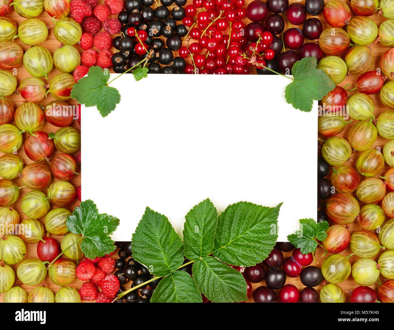 Scheda ricetta sullo sfondo dei frutti di bosco freschi (lamponi, uva spina, ribes, prugna). Foto Stock
